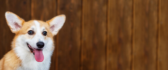 Corgi puppy on a wooden background. Panoramic image elongated for banner