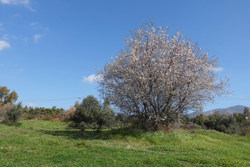 Fototapeta na wymiar almond tree spring landscape