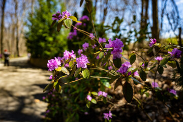 purple flowers in the woods close up