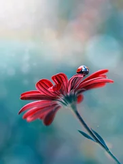 Fototapete Schmetterling Beautiful ladybug on leaf defocused background  © blackdiamond67