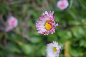 Common daisy plants (Bellis perennis) with white, pink and yellow flowers © furiarossa