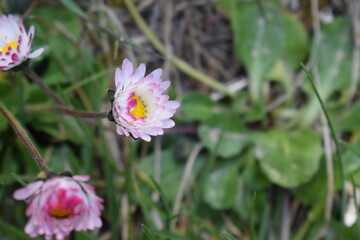 Common daisy plants (Bellis perennis) with white, pink and yellow flowers © furiarossa