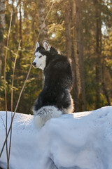 Husky dog sits on the snow in the rays of the morning rising sun in the winter forest. Husky dog looks at the sunrise, side view.