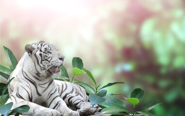 Horizontal banner with exotical plants leaves and a lying white tiger