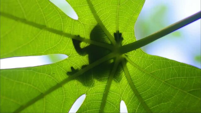 frog or river toad silhouette on a leaf. Insect-eating frogs live in fresh water or on land. frogs have rough skin and nodules. amphibian animal videos.