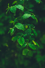 Krople deszczu na liściach