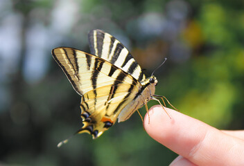 Big butterfly in human hands