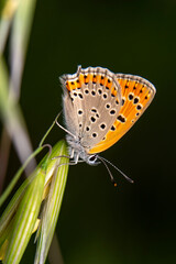 Macro shots, Beautiful nature scene. Closeup beautiful butterfly sitting on the flower in a summer garden.