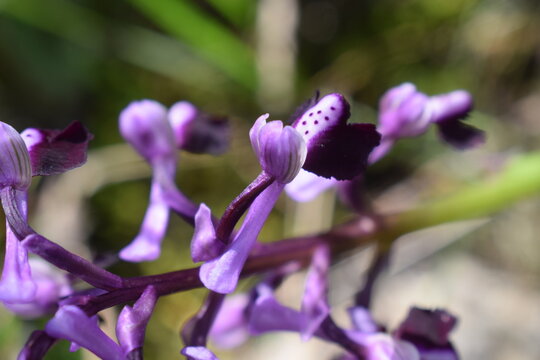 Closeup on the purple flowers of a rare wild orchid (Anacamptis morio subsp. longicornu)