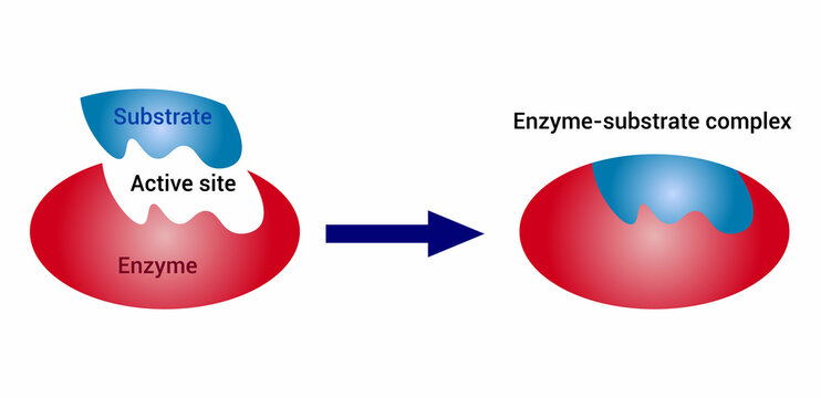 enzyme substrate complex diagram. educational and scientific use