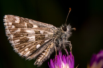 Macro Photography of Moth on Twig of Plant.