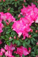 pink flowers growing in the garden