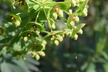 Inflorescences of Mediterranean spurge (Euphorbia characias)