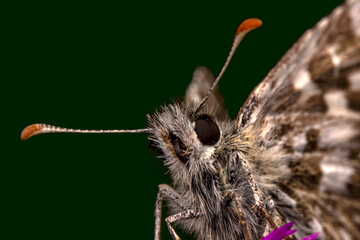 Macro Photography of Moth on Twig of Plant.