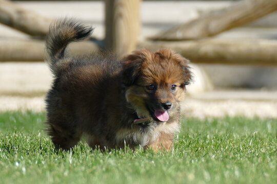 Cachorro perro pequeño marrón sonríe mientras juega en la hierba