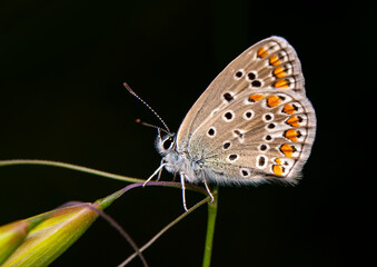Macro shots, Beautiful nature scene. Closeup beautiful butterfly sitting on the flower in a summer garden.