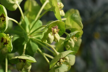 Inflorescences of Mediterranean spurge (Euphorbia characias)