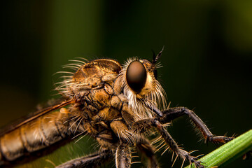 Macro shot of a robber fly in the garden