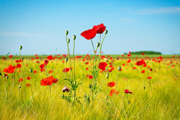 Red poppy field with blue sky