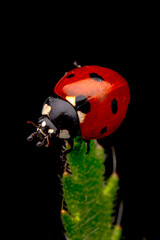 Beautiful ladybug on leaf defocused background