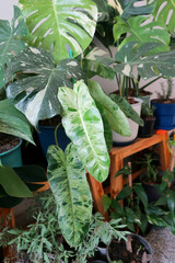 Paraiso Verde or  Philodendron paraiso verde or verdant paradise or Philodendron paraiso