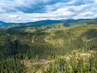 Obraz premium Green mountains of Ukrainian Carpathians in summer. Coniferous trees on the slopes. Aerial drone view.