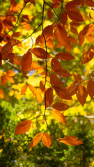 autumn leaves background