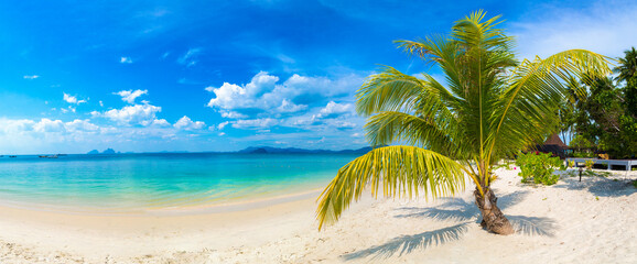 Single palm tree on beach - obrazy, fototapety, plakaty