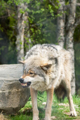 Fototapeta premium Canis lupus gray wolf portrait outdoors in nature.