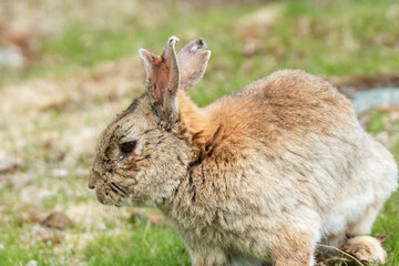 Bunny rabbit jumping free outdoors at farm.