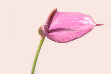 Pink Anthurium flower isolated against the creamy background