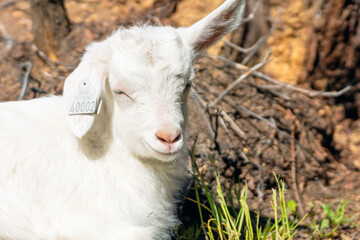 Obraz premium Little goat outdoors in nature during summer at farm.