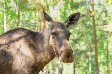 Bull moose portrait outdoors in the forest.