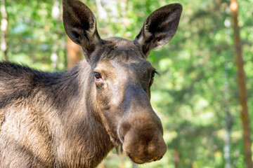 Bull moose portrait outdoors in the forest.