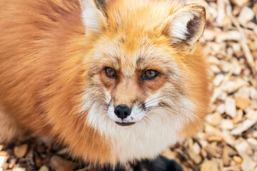 Vulpes vulpes red fox portrait outdoors in nature.