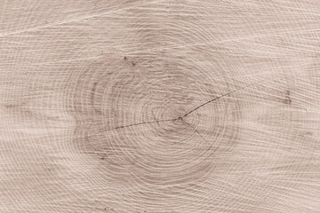 texture de section d'un tronc d'arbre coupé