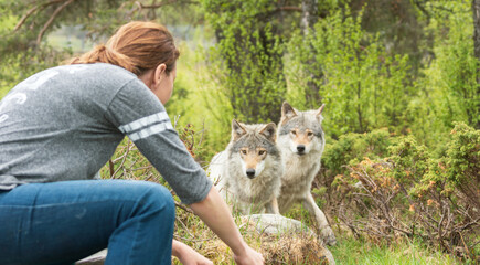Man sitting next to canis lupus gray wolves in nature. Close encounter with wolves.