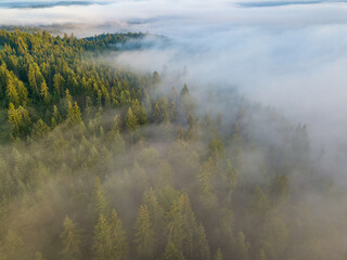 Foggy summer morning in the Ukrainian Carpathians. Aerial drone view.