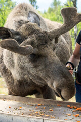 Obraz premium Feeding bull moose in national park.