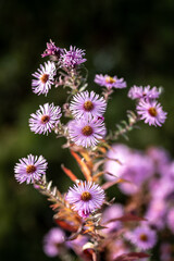 flower in the garden