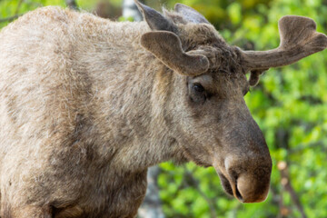 Naklejka na ściany i meble Big bull moose portrait outdoors in nature.