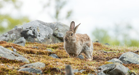 Bunny rabbit jumping free outdoors at farm.