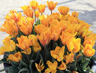 Yellow Flame Tulips on the Street in Amsterdam, Netherlands