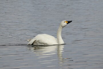 A swan eating food on the lake