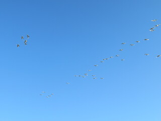 Swans flying in a flock over the blue sky
