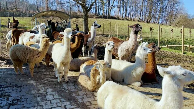 Lama glama, alpaca