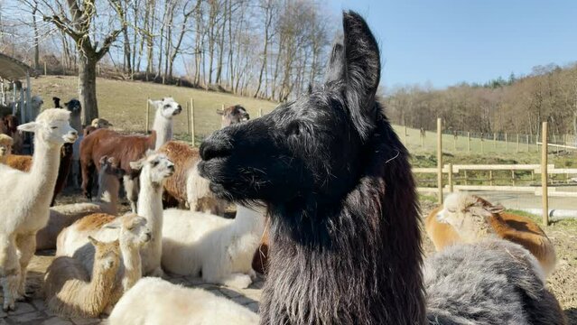 Lama glama, alpaca