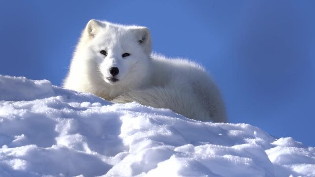Fluffy healthy white arctic polar fox waking up from nap and looking into camera - Static low angle closeup seen through blurred branches in foreground