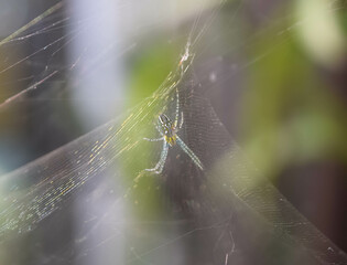 spider on web