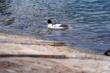 Male common merganser duck at shore of Lake Geneva on a cloudy spring day. Photo taken April 4th, 2022, Montreux, Switzerland.